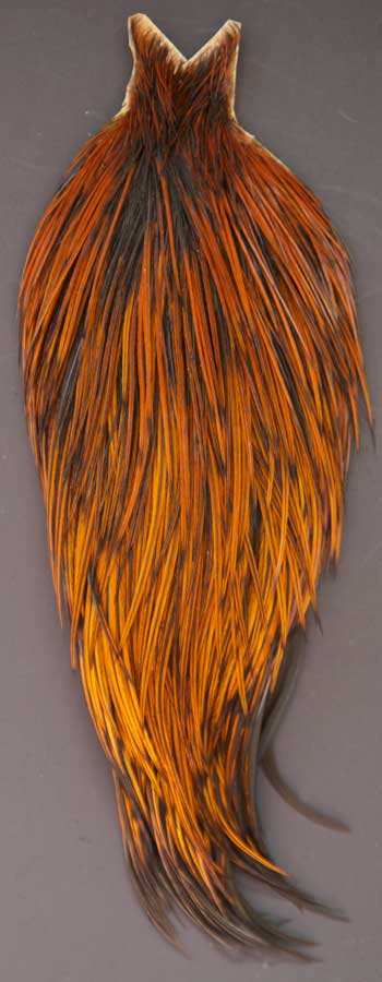 Indian Cock Neck